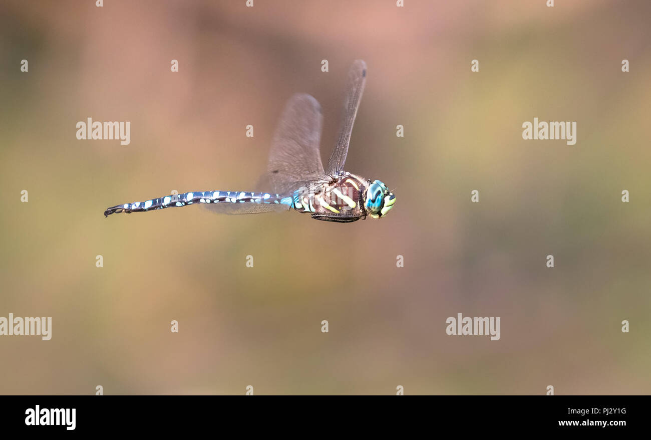 Ein darter Libelle im Flug am Ankeny Wildlife Refuge, Oregon. Stockfoto