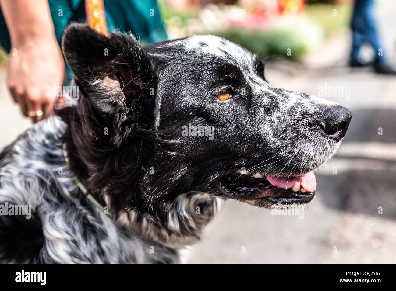 Kopf Und Fsce Eines Border Collie Mischling Schwarz Weissen Fell Closeup Bokeh Stockfotografie Alamy Kopf Und Fsce Eines Border Collie Mischling Schwarz Weissen Fell Closeup Bokeh Stockfotografie Alamy