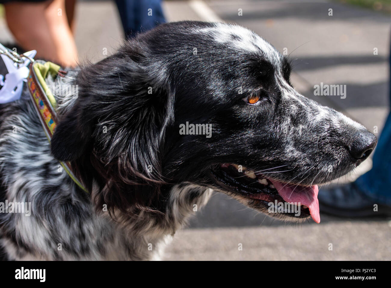 Kopf Und Fsce Eines Border Collie Mischling Schwarz Weissen Fell Closeup Bokeh Stockfotografie Alamy Kopf Und Fsce Eines Border Collie Mischling Schwarz Weissen Fell Closeup Bokeh Stockfotografie Alamy