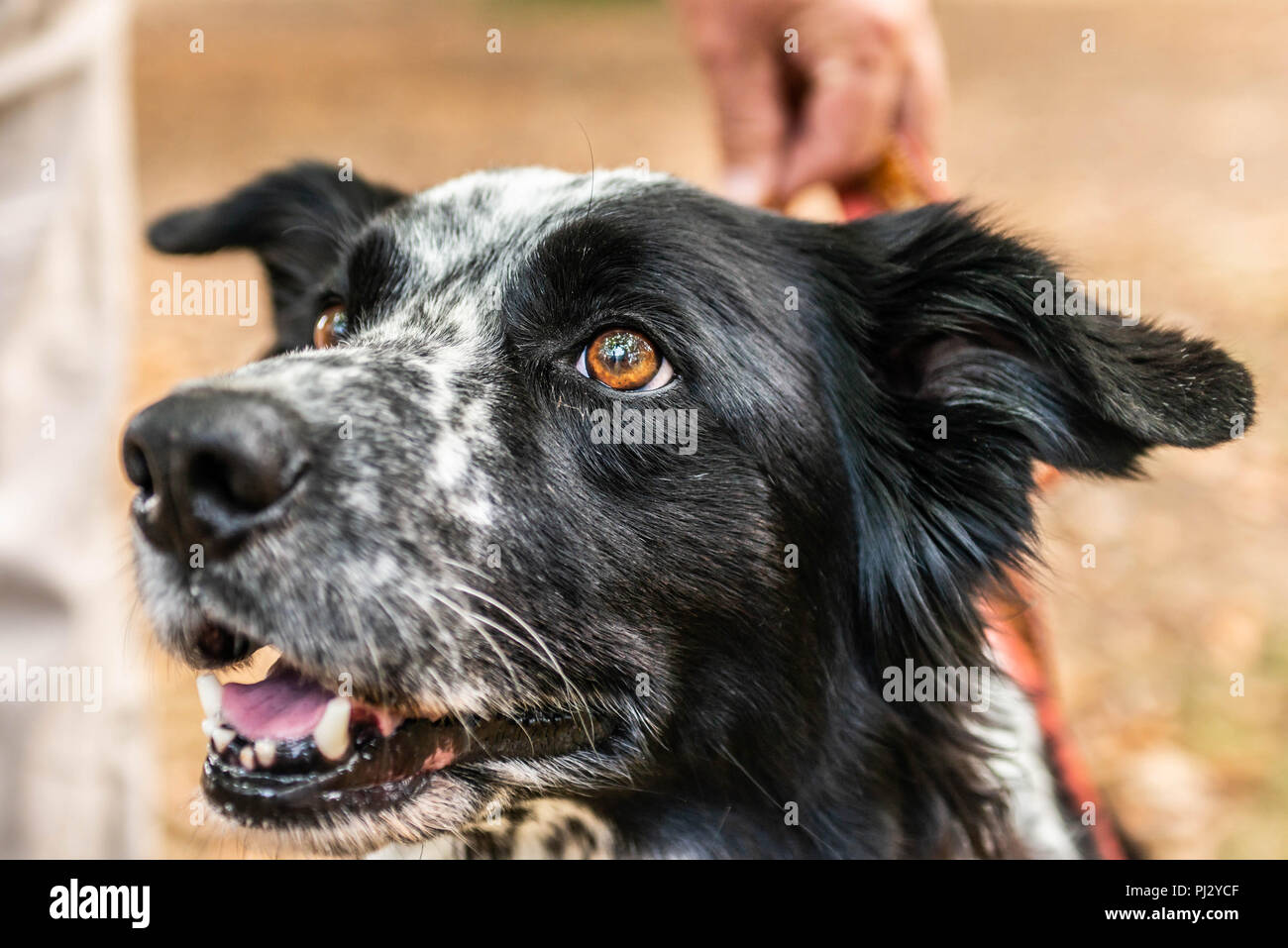 Kopf Und Fsce Eines Border Collie Mischling Schwarz Weissen Fell Closeup Bokeh Stockfotografie Alamy Kopf Und Fsce Eines Border Collie Mischling Schwarz Weissen Fell Closeup Bokeh Stockfotografie Alamy