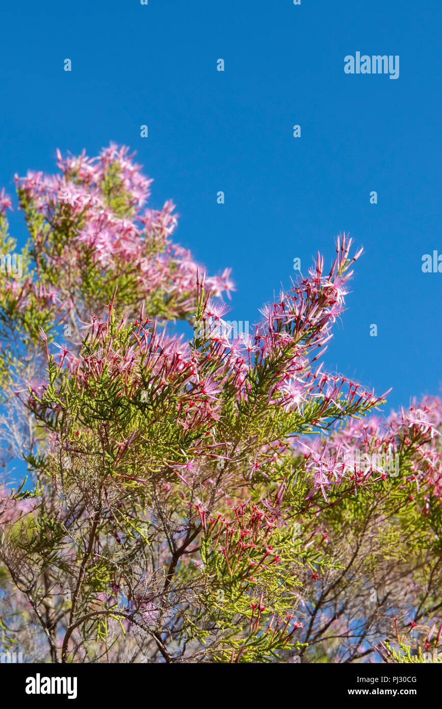 Australien, Westaustralien, Kimberley, Hunter River Region. Kimberley Heather aka Türkei Bush (Calytrix exstuoykata) Stockfoto
