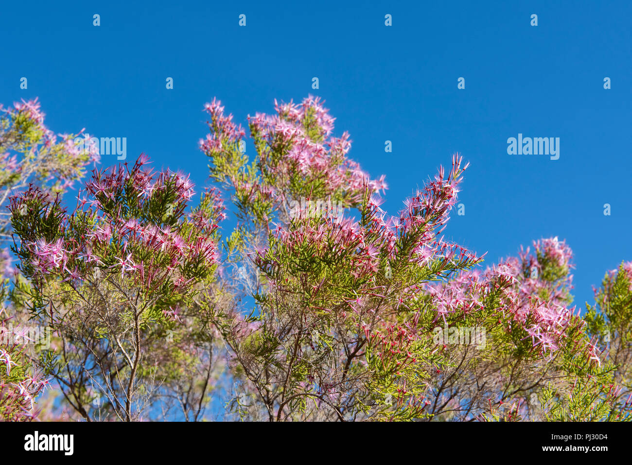 Australien, Westaustralien, Kimberley, Hunter River Region. Kimberley Heather aka Türkei Bush (Calytrix exstuoykata) Stockfoto