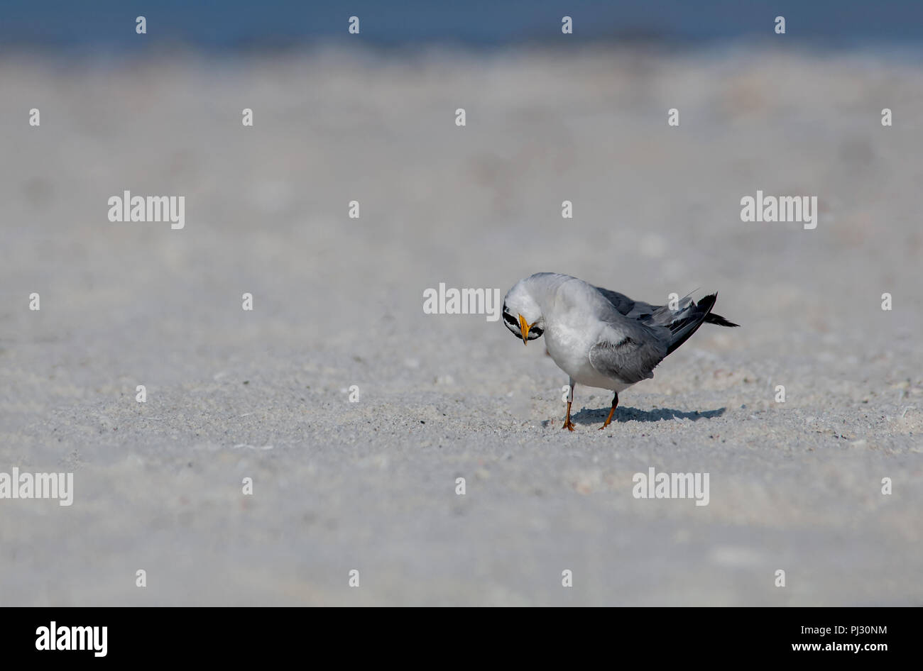 Mindestens tern (Sternula antillarum) in einem lustigen Kopf Pose auf einer Sandbank entlang dem Golf von Mexiko. Stockfoto