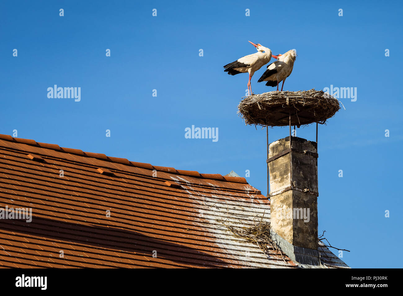Zwei Weißstörche, sitzen in ihrem Nest auf einem Dach in Rust, Burgenland klappern mit ihren Köpfen, die in den Rücken. Stockfoto