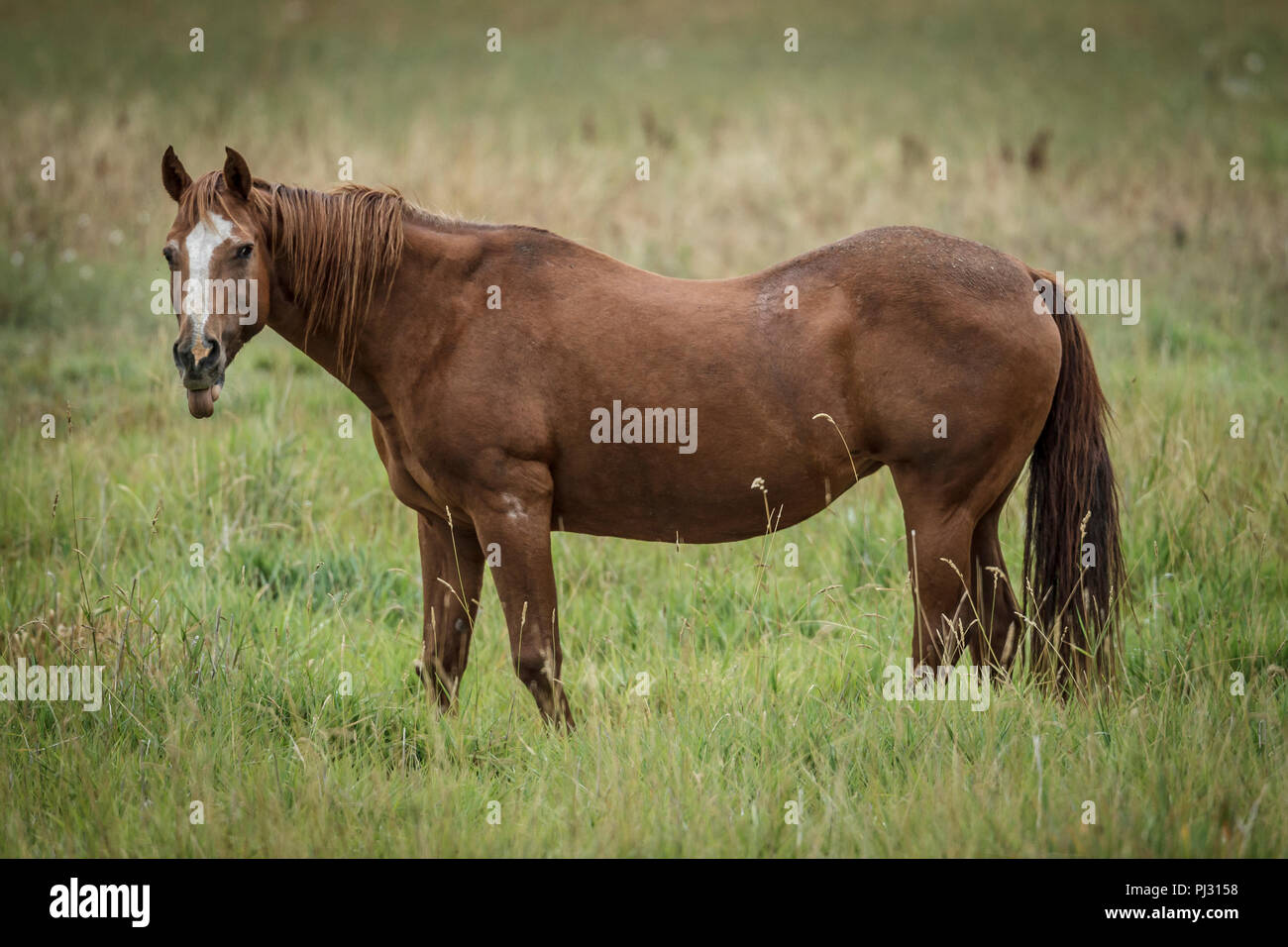 Eine kastanie Pferd steht in einer Wiese in der Nähe von Hauser, Idaho  Stockfotografie - Alamy