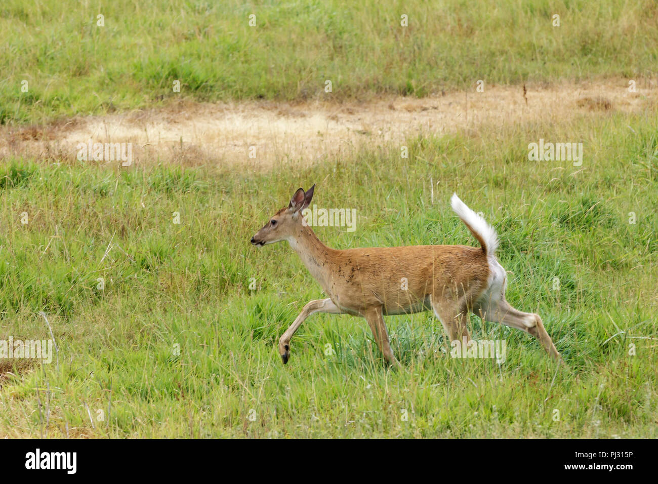 White tailed deer läuft in einer Wiese in der Nähe von Hauser, Idaho. Stockfoto
