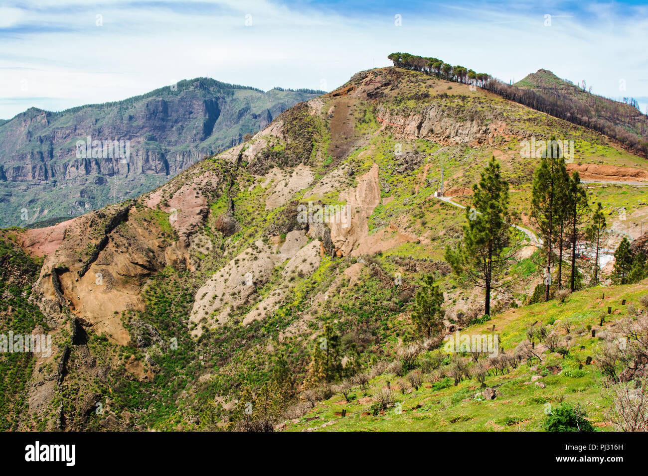 Wald Landschaften und Berge von Roque Nublo Tejeda, Gran Canaria, selektiven Fokus Stockfoto