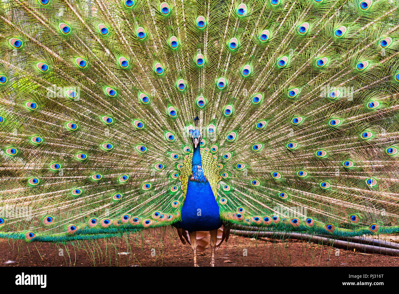 In der Nähe von schönen männlichen Pfau bis seine Federn, blaue und grüne Farben, selektiver Fokus Stockfoto