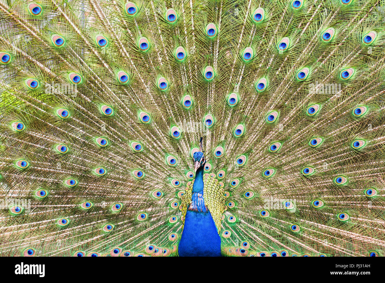 Schönen männlichen Pfau, der seine Federn, blaue und grüne Farben, selektiver Fokus Stockfoto