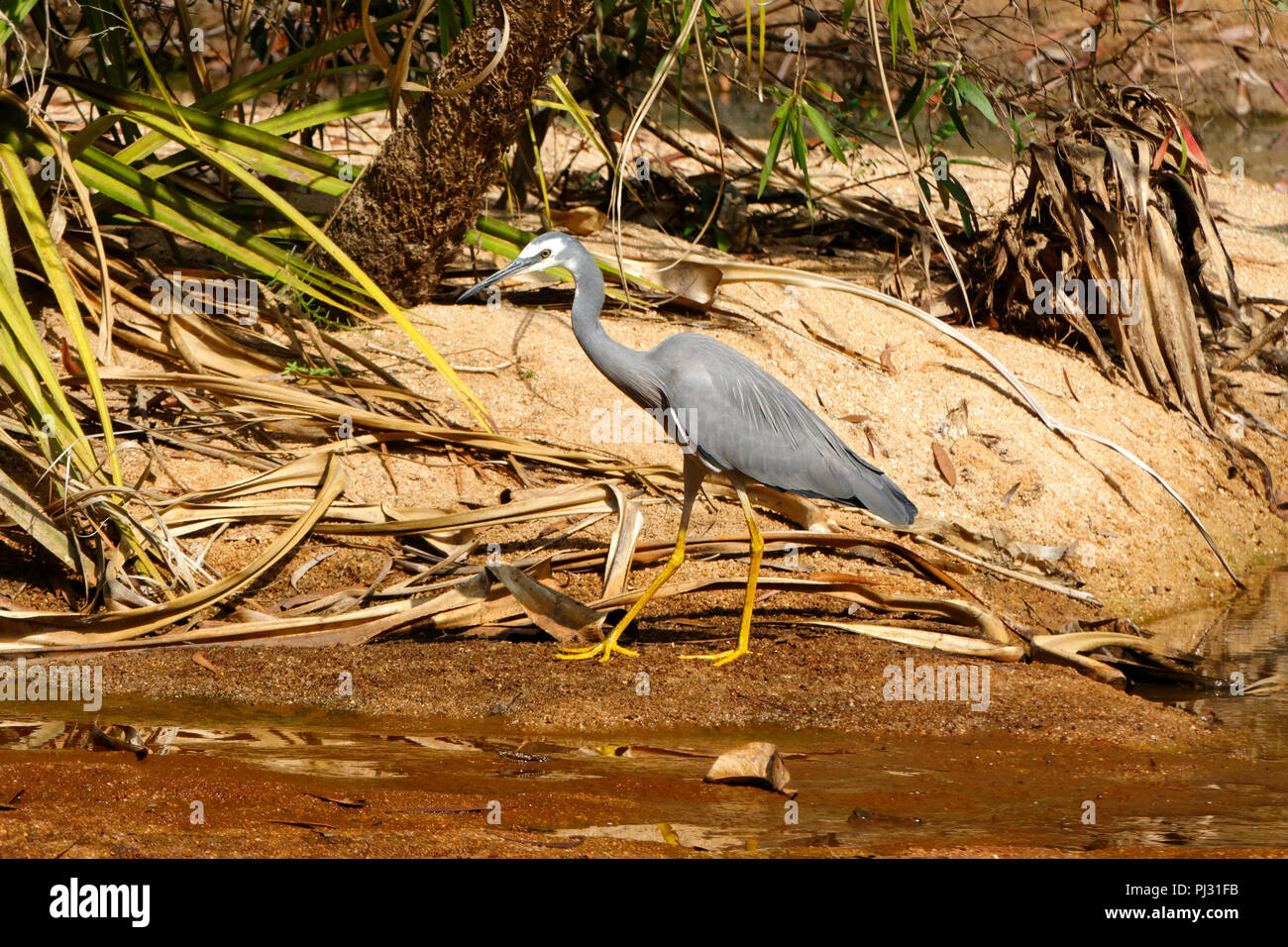 White-faced Reiher (ardeidae Egretta novaehollandiae) auf Wasser Stockfoto