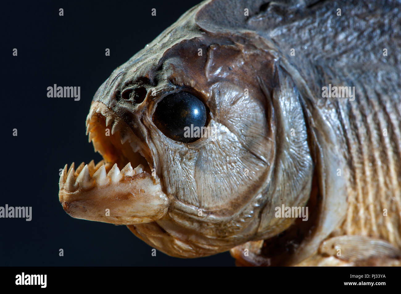 Piranha Fisch Stockfotos Und bilder Kaufen Alamy