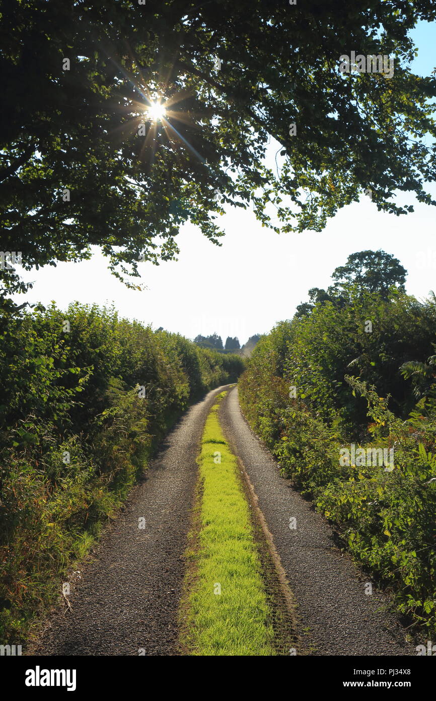 Sonne scheint durch Baum auf einer Landstraße in Gras in Somerset abgedeckt Stockfoto