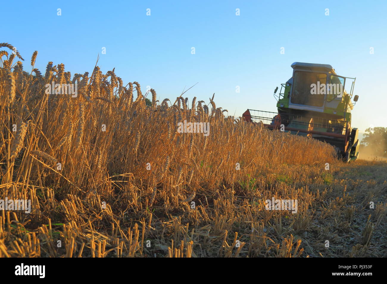 Ernte von Weizen Mähdrescher auf das Ackerland Feld in Somerset Stockfoto