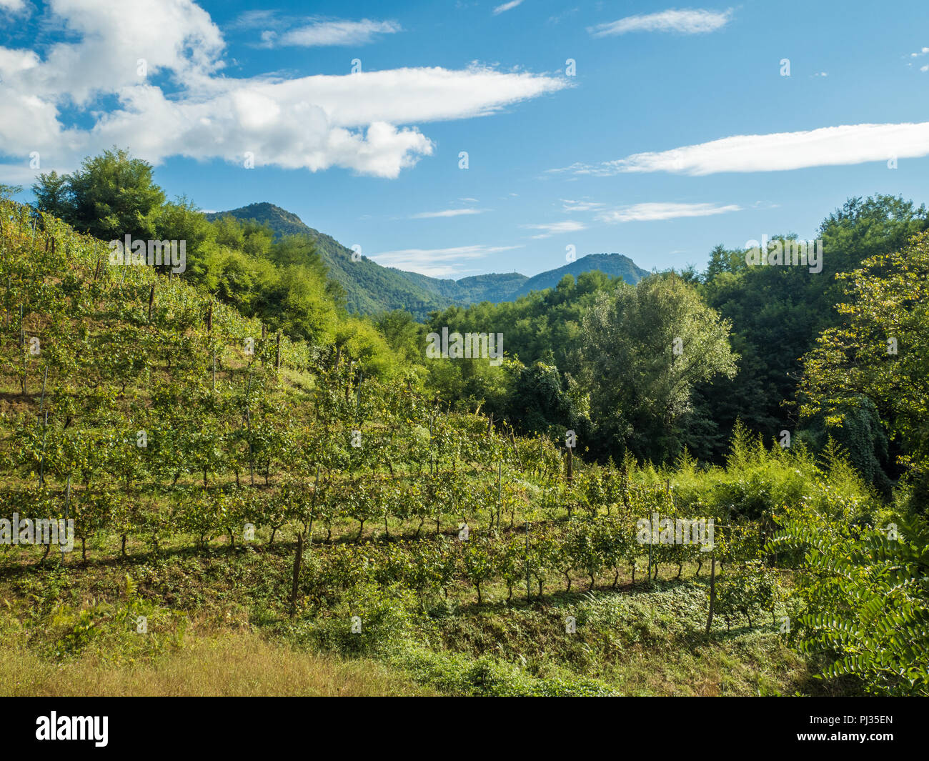 Weinberg zu macea "Farm in Borgo a Mozzano, Provinz Lucca in der Toskana, Italien. Stockfoto