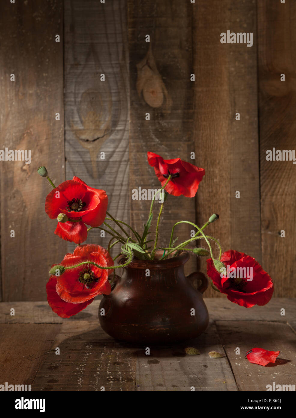 Mohn in Lehmtöpfen gegen alte Holzwand Stockfoto