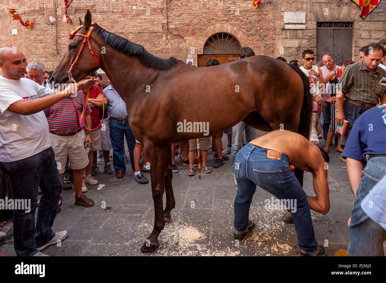 Die bräutigame Vom Chiocciola (Schnecke) Contrada bereiten Ihre Pferd, Palio di Siena, Siena, Italien Stockfoto