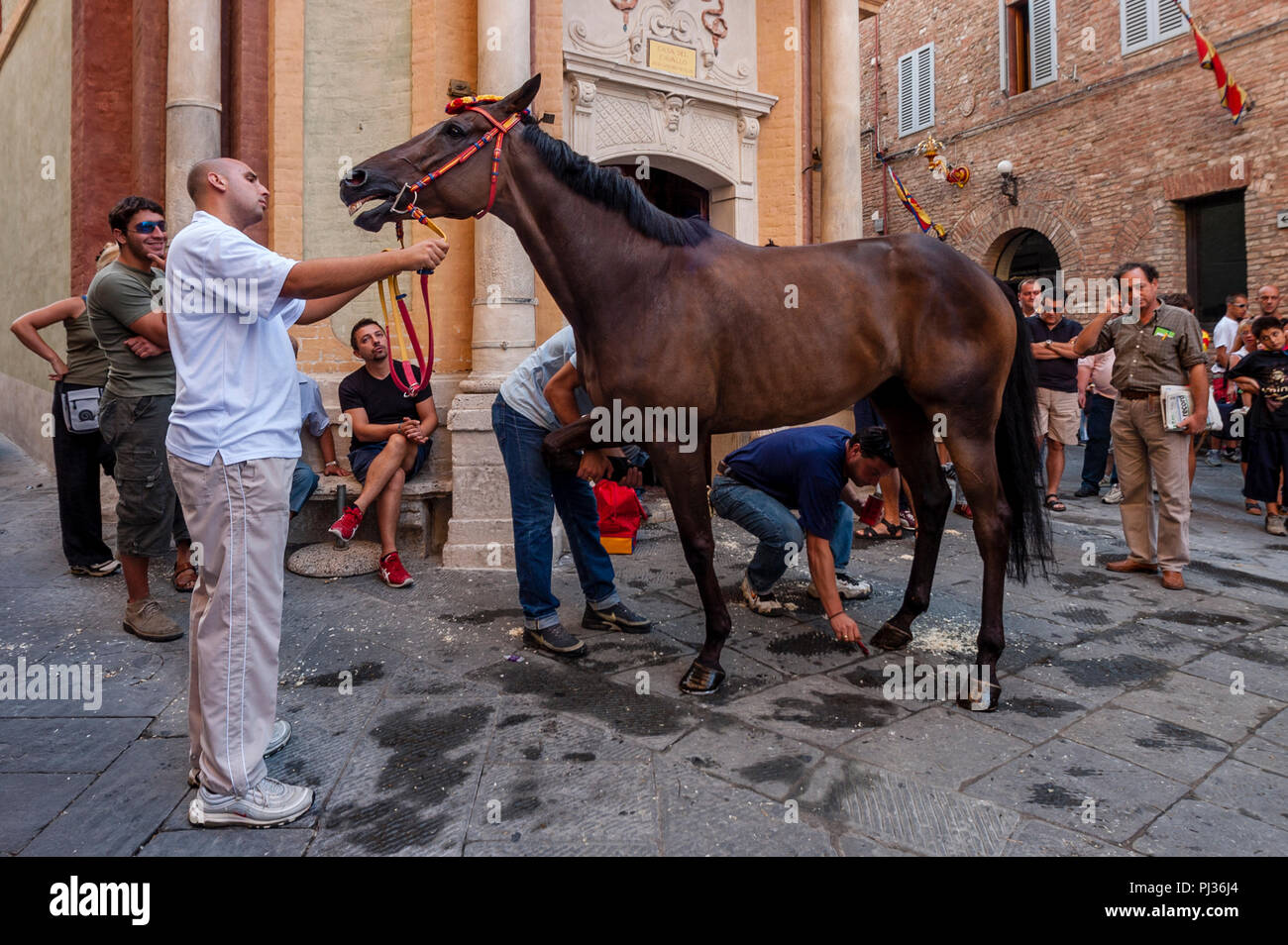 Die bräutigame Vom Chiocciola (Schnecke) Contrada bereiten Ihre Pferd, Palio di Siena, Siena, Italien Stockfoto