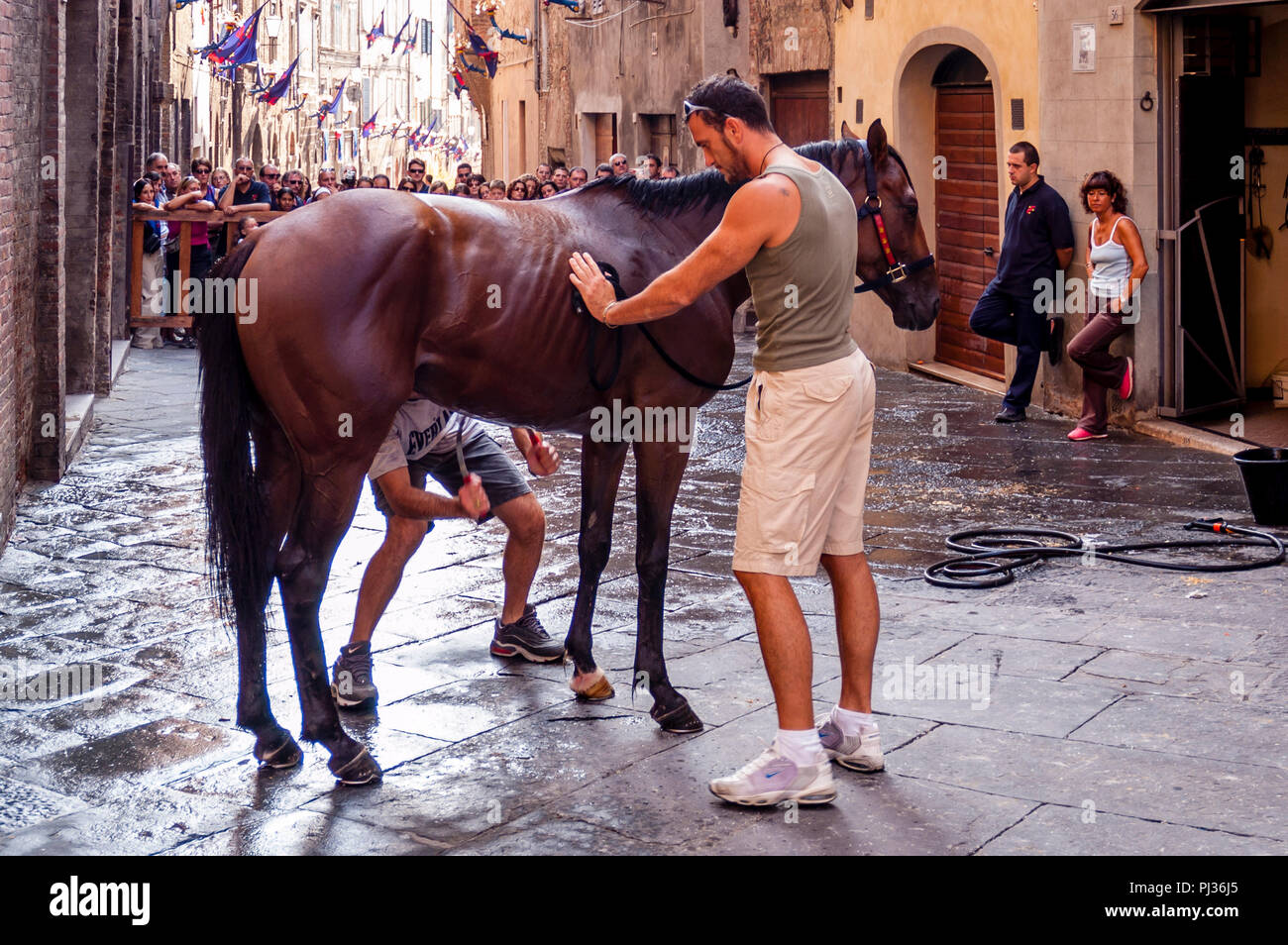 Die bräutigame Vom Nicchio (Shell) Contrada waschen Ihre Pferd, Palio di Siena, Siena, Italien Stockfoto
