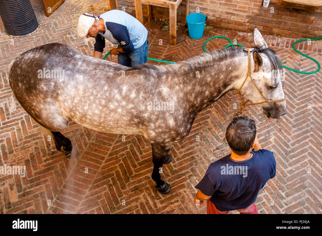 Bräutigam aus der Lupa (sie Wolf) Contrada bereiten Ihre Pferd, Palio di Siena, Siena, Italien Stockfoto