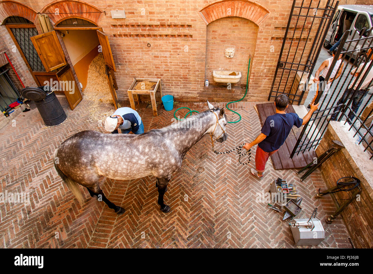 Bräutigam aus der Lupa (sie Wolf) Contrada bereiten Ihre Pferd, Palio di Siena, Siena, Italien Stockfoto