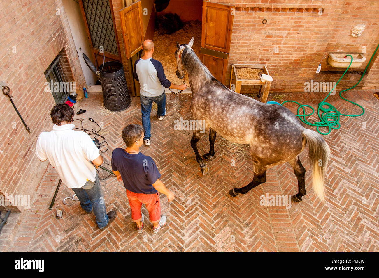 Bräutigam aus der Lupa (sie Wolf) Contrada bereiten Ihre Pferd, Palio di Siena, Siena, Italien Stockfoto