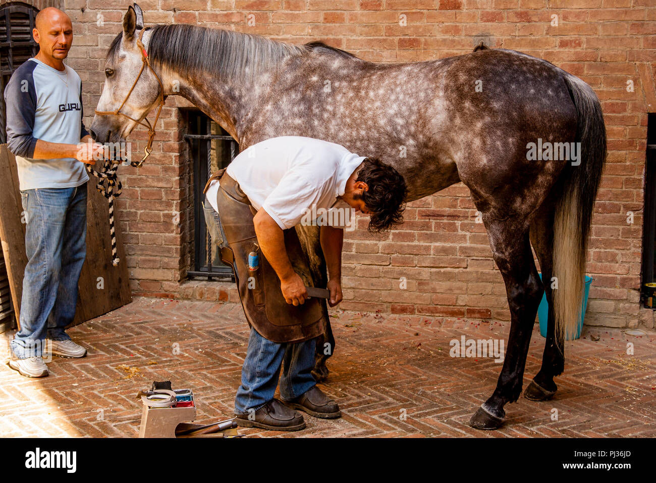 Bräutigam aus der Lupa (sie Wolf) Contrada Hufbeschlag Ihr Pferd, Palio di Siena, Siena, Italien Stockfoto