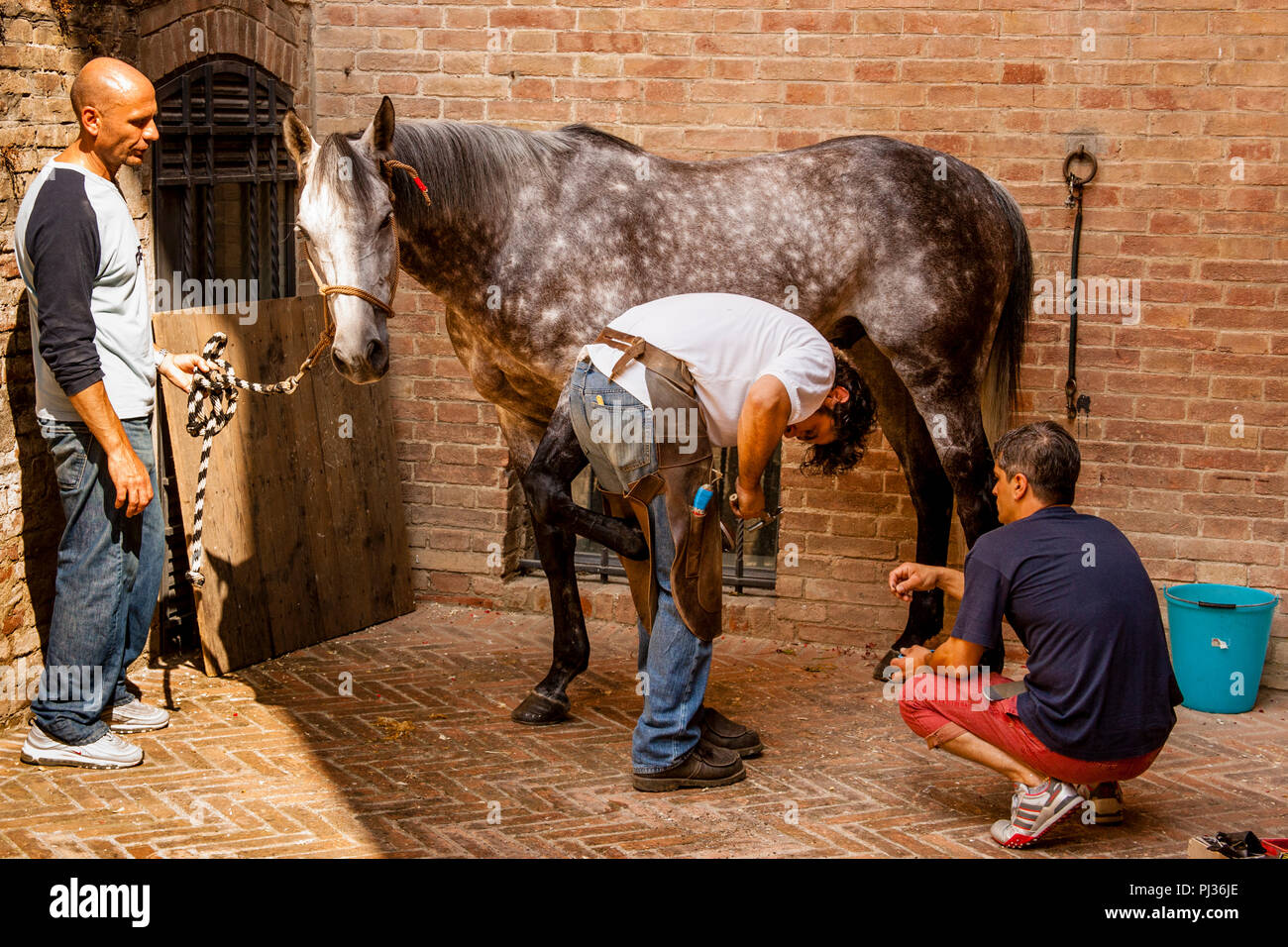 Bräutigam aus der Lupa (sie Wolf) Contrada Hufbeschlag Ihr Pferd, Palio di Siena, Siena, Italien Stockfoto