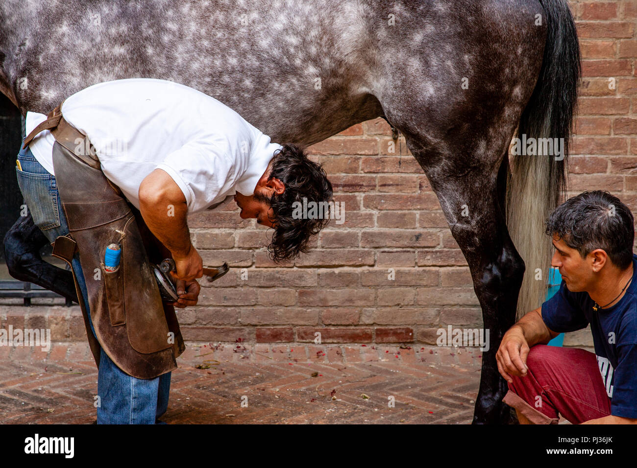 Bräutigam aus der Lupa (sie Wolf) Contrada Hufbeschlag Ihr Pferd, Palio di  Siena, Siena, Italien Stockfotografie - Alamy