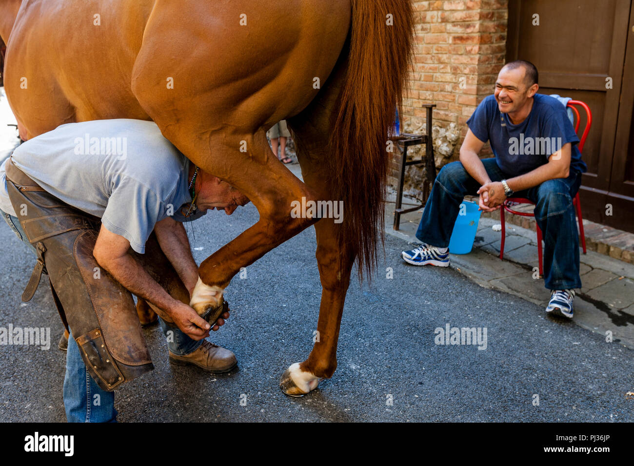 Die bräutigame Vom Istrice (Stachelschwein) Contrada Hufbeschlag Ihr Pferd, Palio di Siena, Siena, Italien Stockfoto