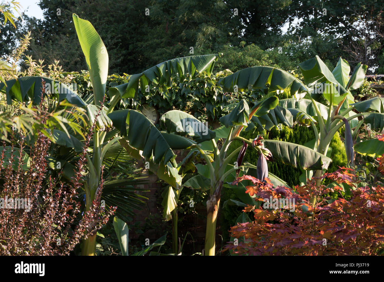 Bananen in einen Englischen Garten... Stockfoto