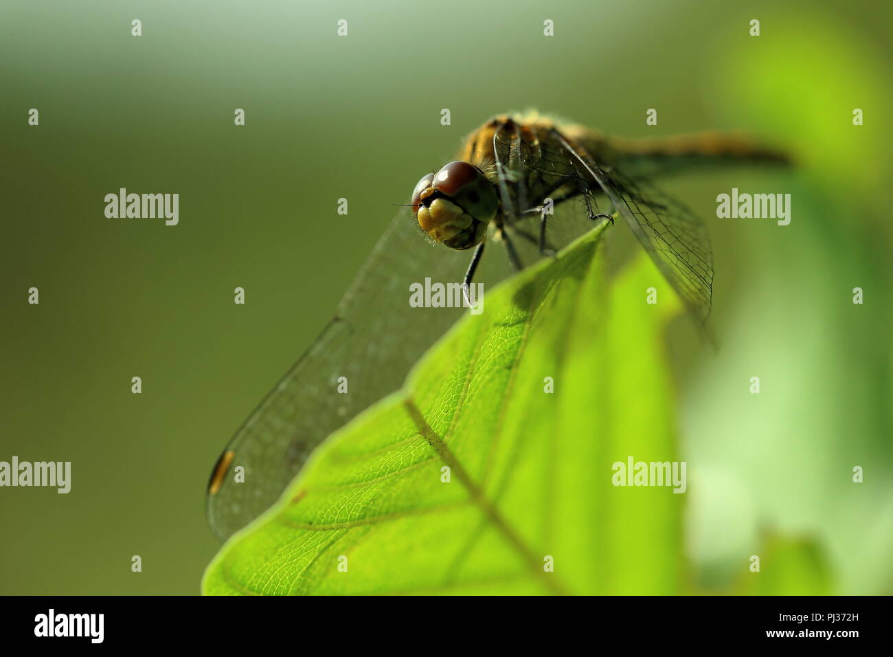 Raue, fetter Libelle im Westhay National Nature Reserve (NNR), Somerset, England, Großbritannien Stockfoto