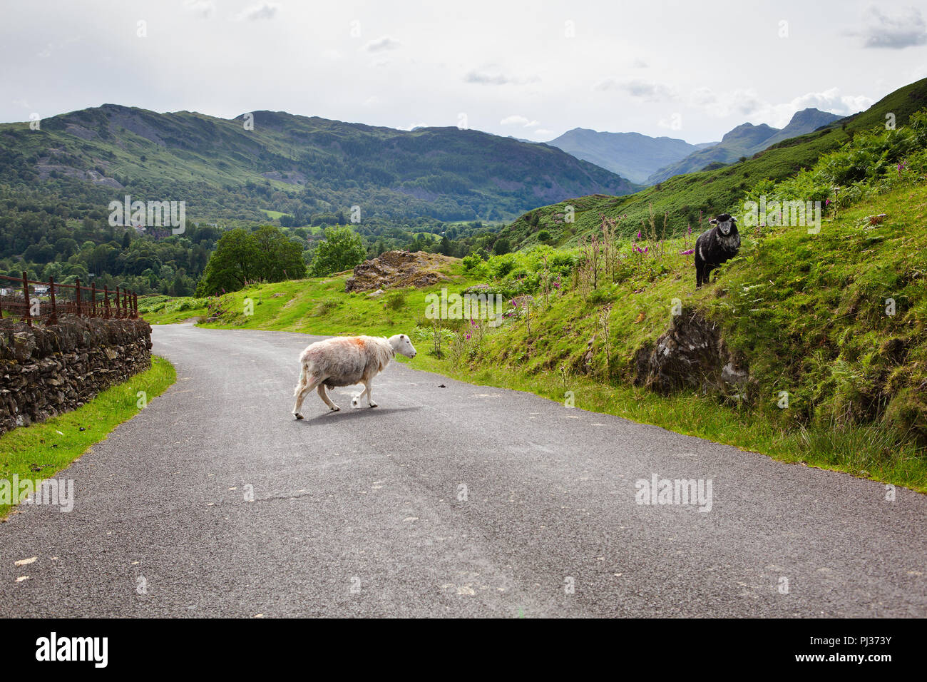 Am Straßenrand Ansichten in Lake District National Park, England, Steinmauer und die Berge, selektiver Fokus Stockfoto