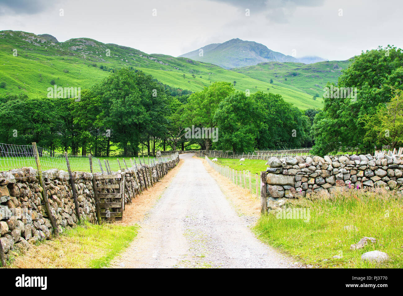 Ländliche Landschaft in Lake District National Park, Straße Seite Ansichten, Vereinigtes Königreich Stockfoto