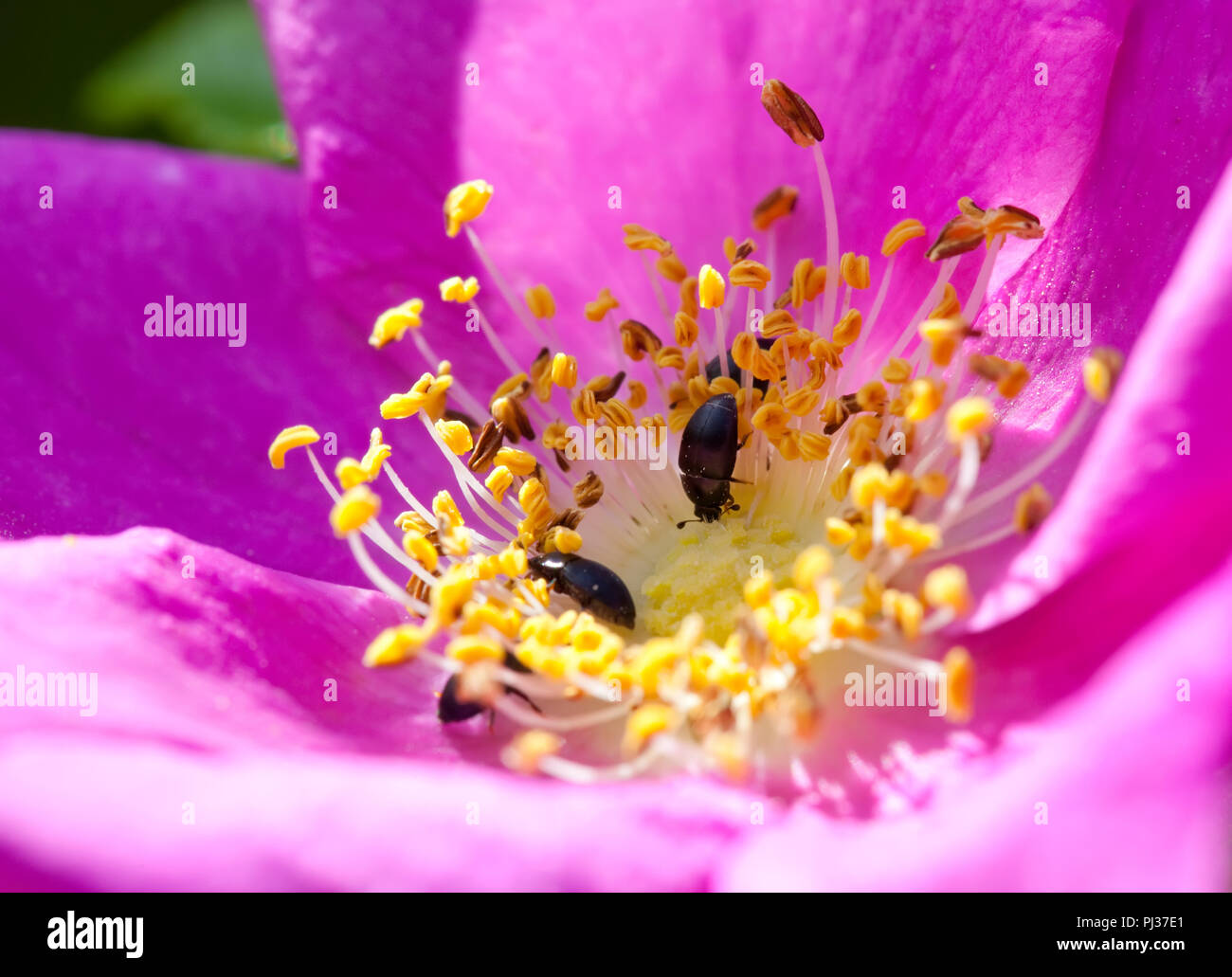 Nahaufnahme einer Rosa rugosa Stockfoto