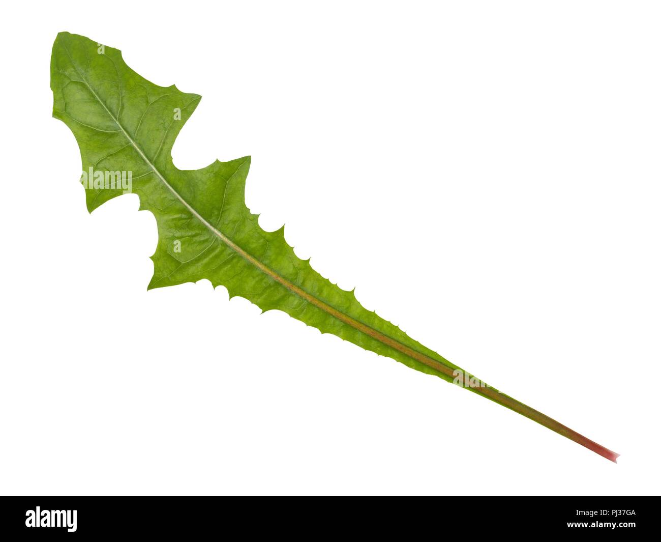 Freenas erklärt Löwenzahnblatt auf weißem Hintergrund Stockfoto