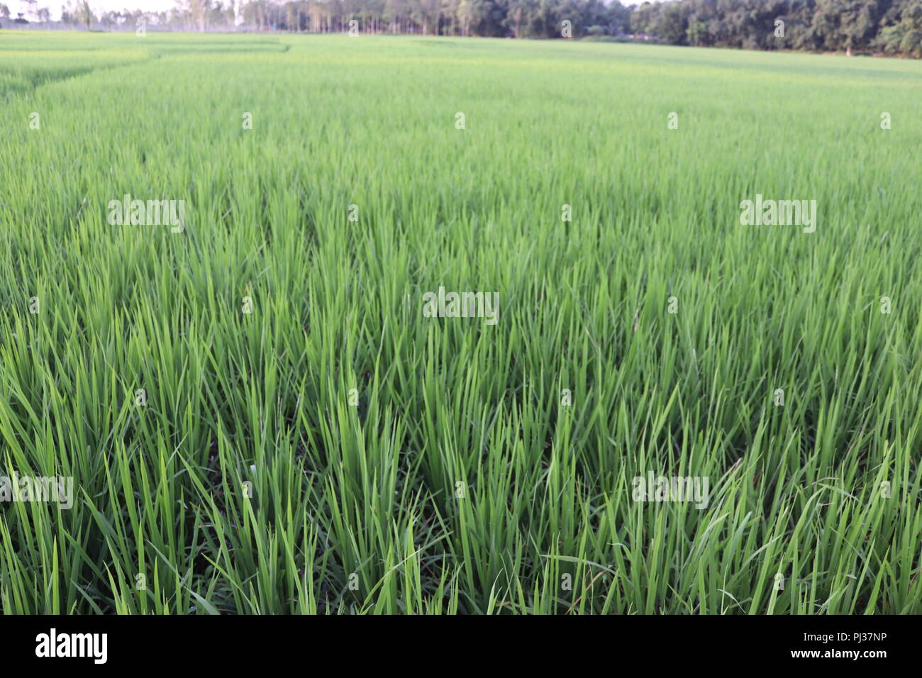 Schönen Blick auf Reisfelder Feld bei Sonnenuntergang in Bangladesch. Grüne Natur Landschaft mit Rohreis Feld. Ein großes Reisfeld. Stockfoto