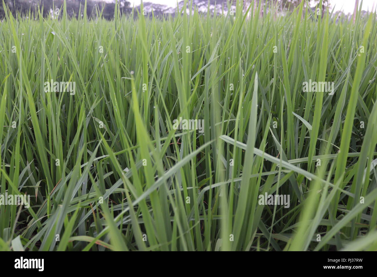 Braune und weiße Kühe auf einer Wiese an einem hellen und sonnigen Tag in der Bangladesch. Kühe auf der grünen Wiese. Stockfoto