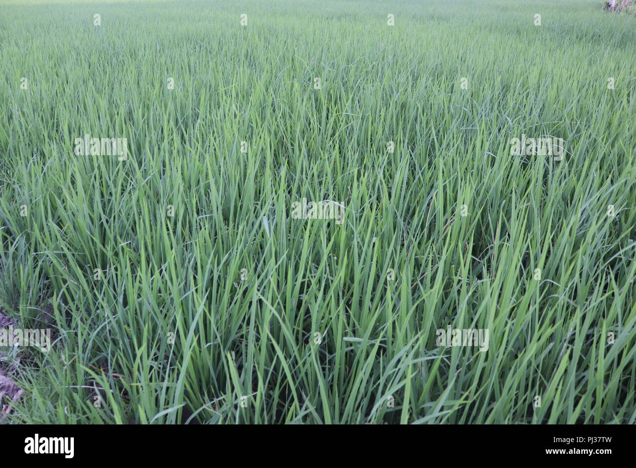 Braune und weiße Kühe auf einer Wiese an einem hellen und sonnigen Tag in der Bangladesch. Kühe auf der grünen Wiese. Stockfoto