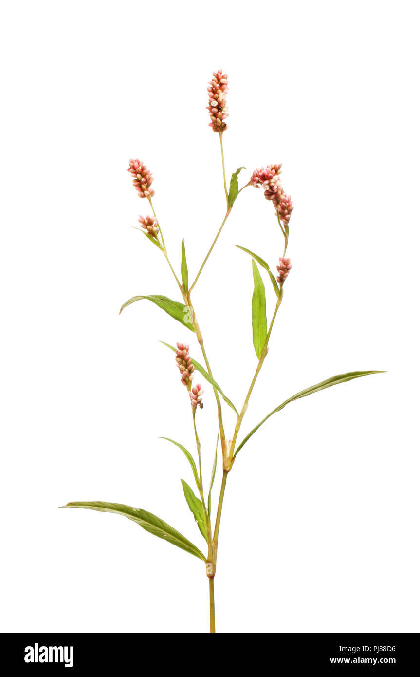 Wasserläufer, Persicaria maculosa, Blumen und Laub gegen Weiße isoliert Stockfoto