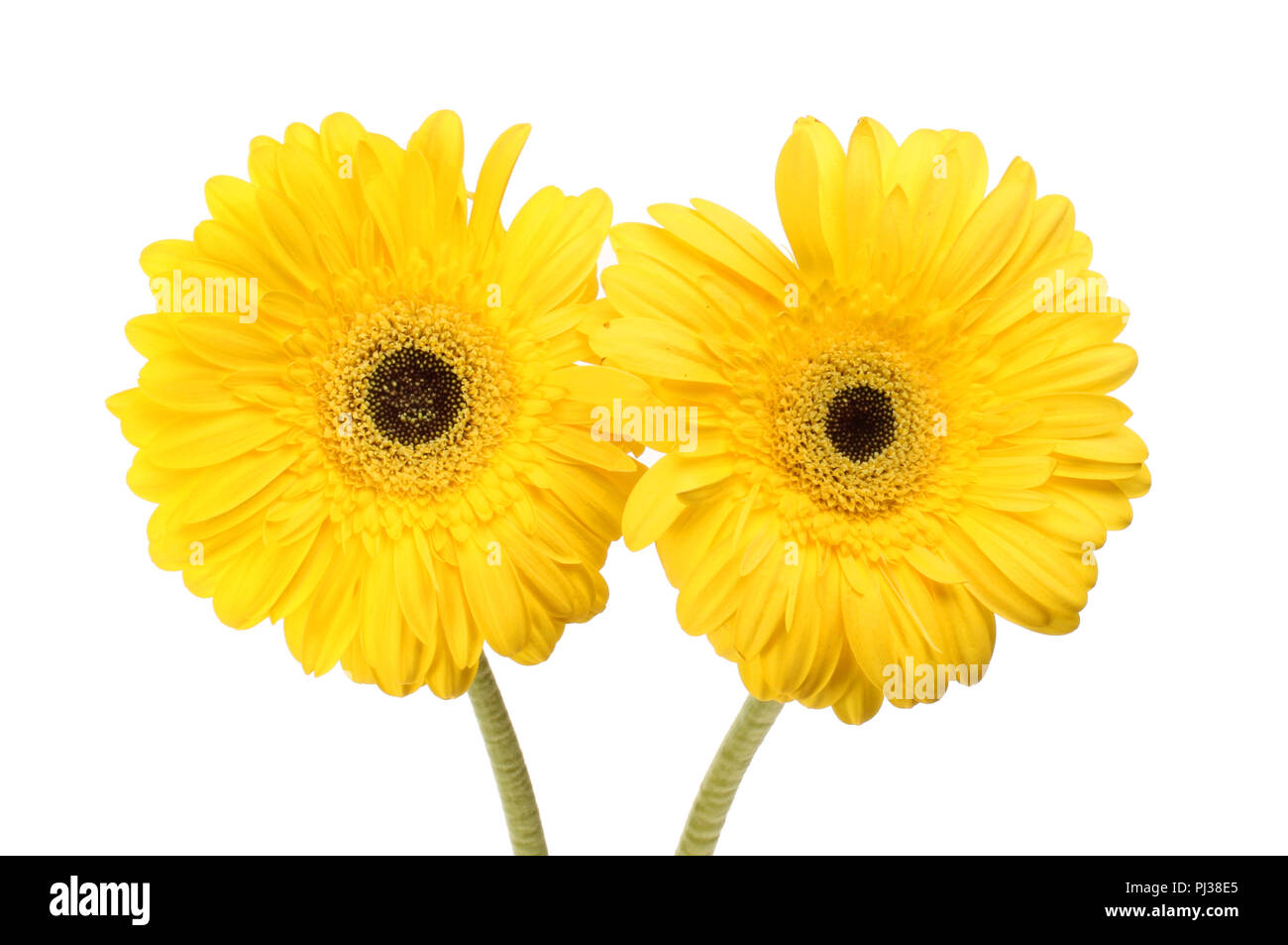 Zwei gelbe Gerbera daisy flowers gegen Weiße isoliert Stockfoto