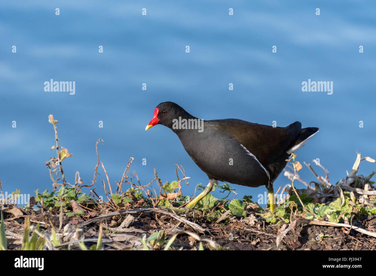 Gemeine Moorhne (Gallinula chloropus) neben einem Teich im Vereinigten Königreich, die ihren charakteristischen roten und gelben Schaft zeigt. Stockfoto