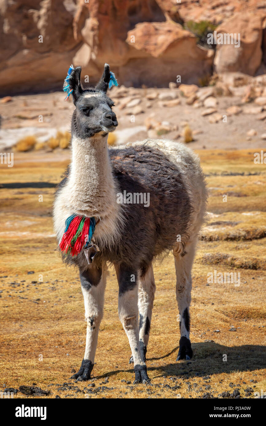 Porträt eines Lama suchen in Bolivien, Südamerika Stockfoto