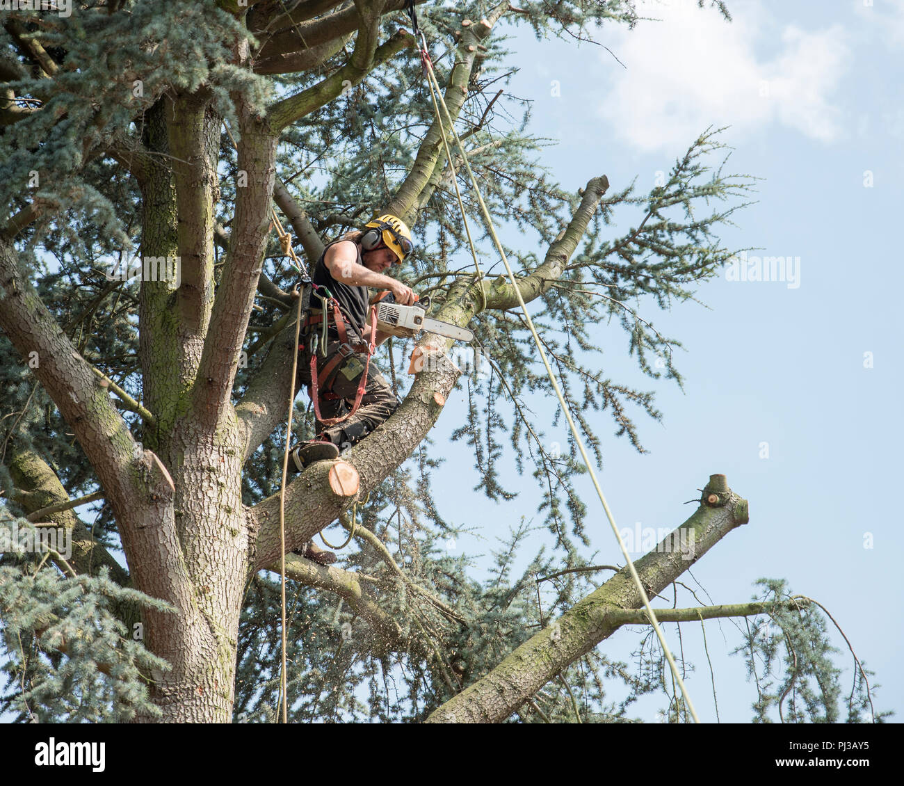 Baumzüchter sicher angeseilt Arbeiten an der Spitze eines Baumes Stockfoto