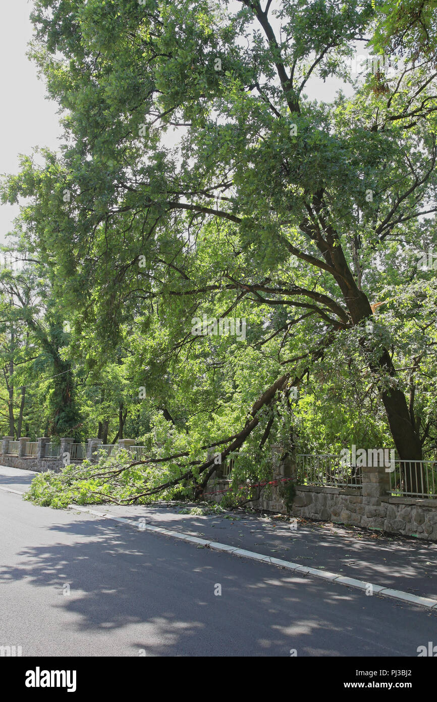 Gebrochene Baum nach einem Sturm Stockfoto