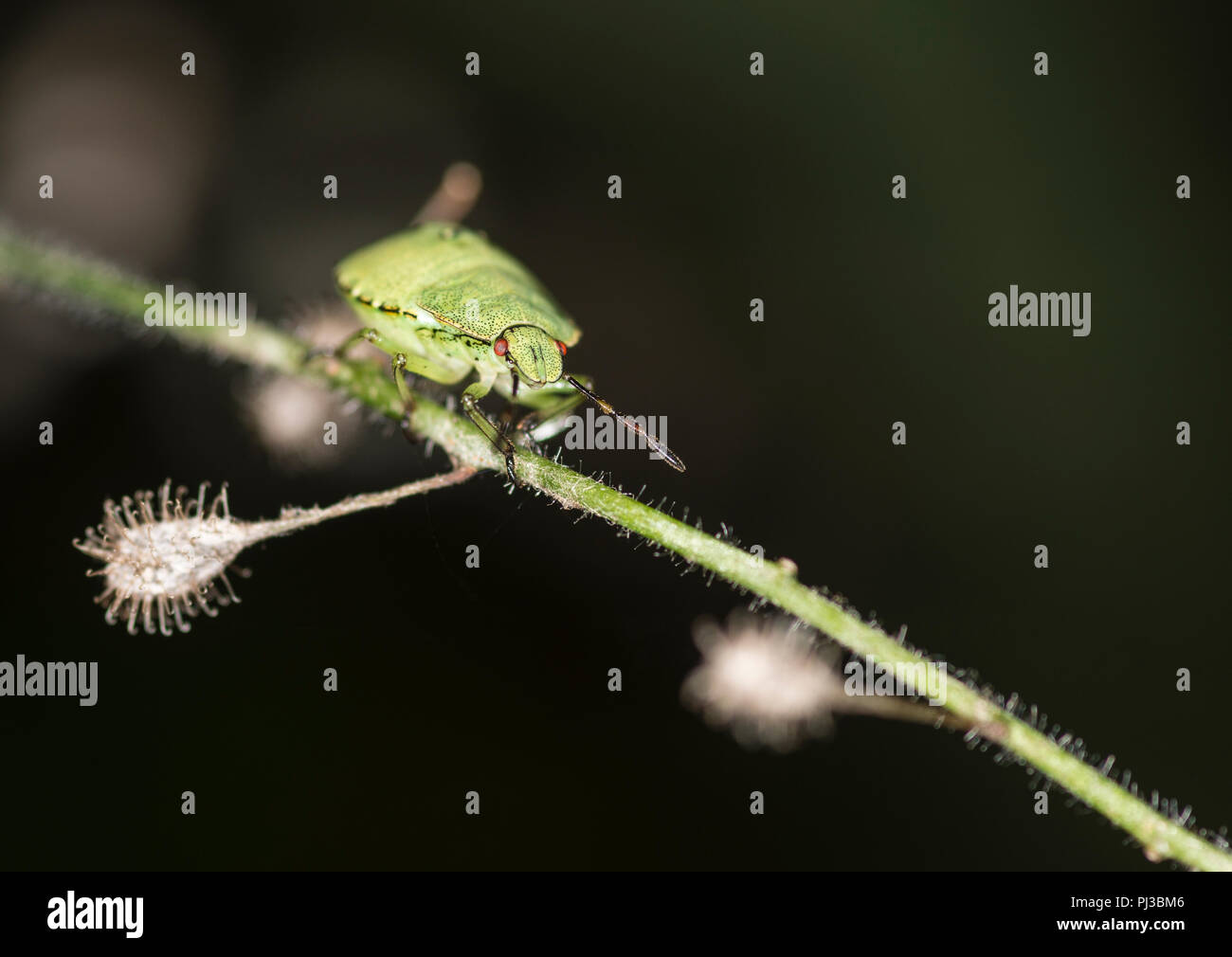 Grüne schild Bug auf einen Zweig Stockfoto