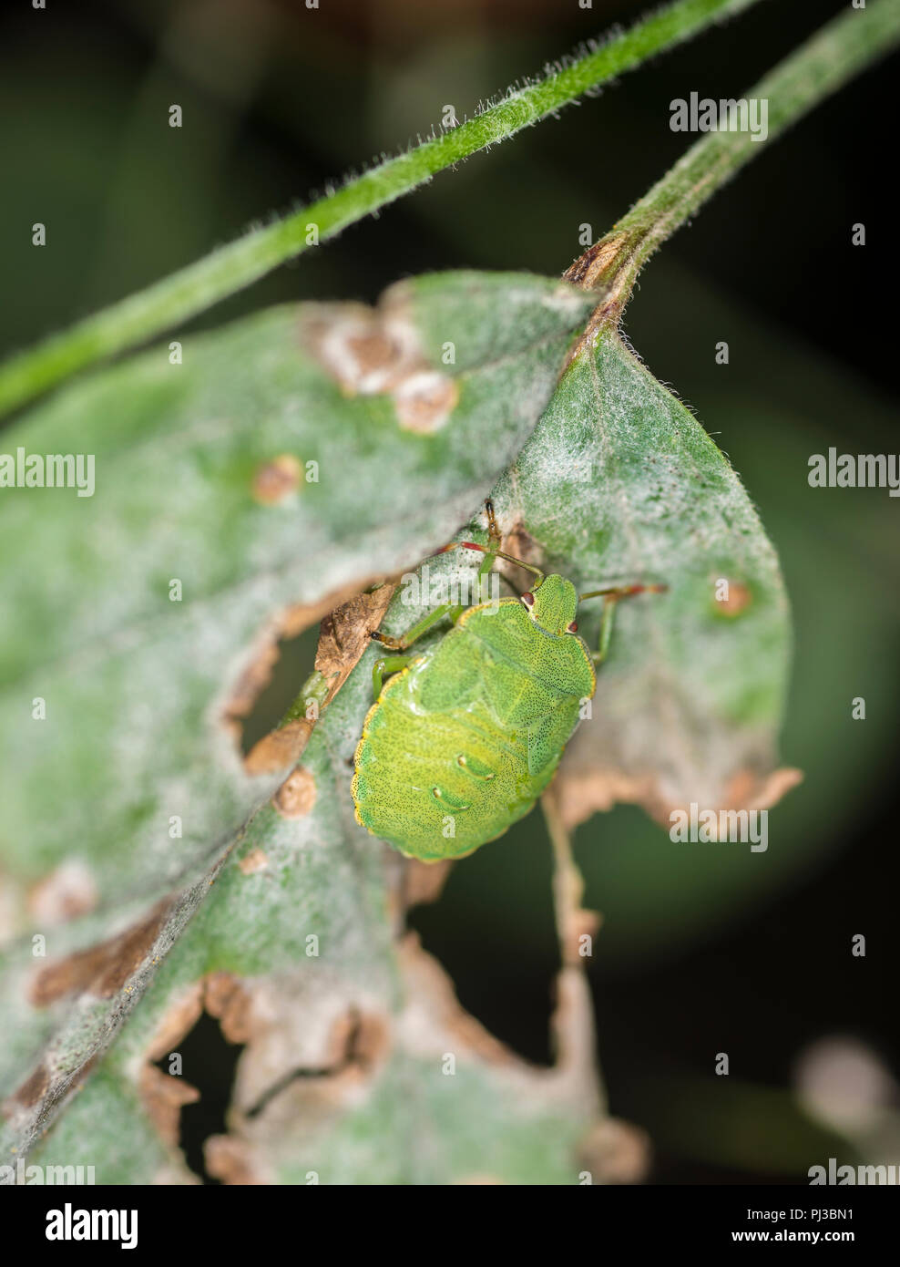 Grüne schild Bug auf eine sterbende Blatt Stockfoto