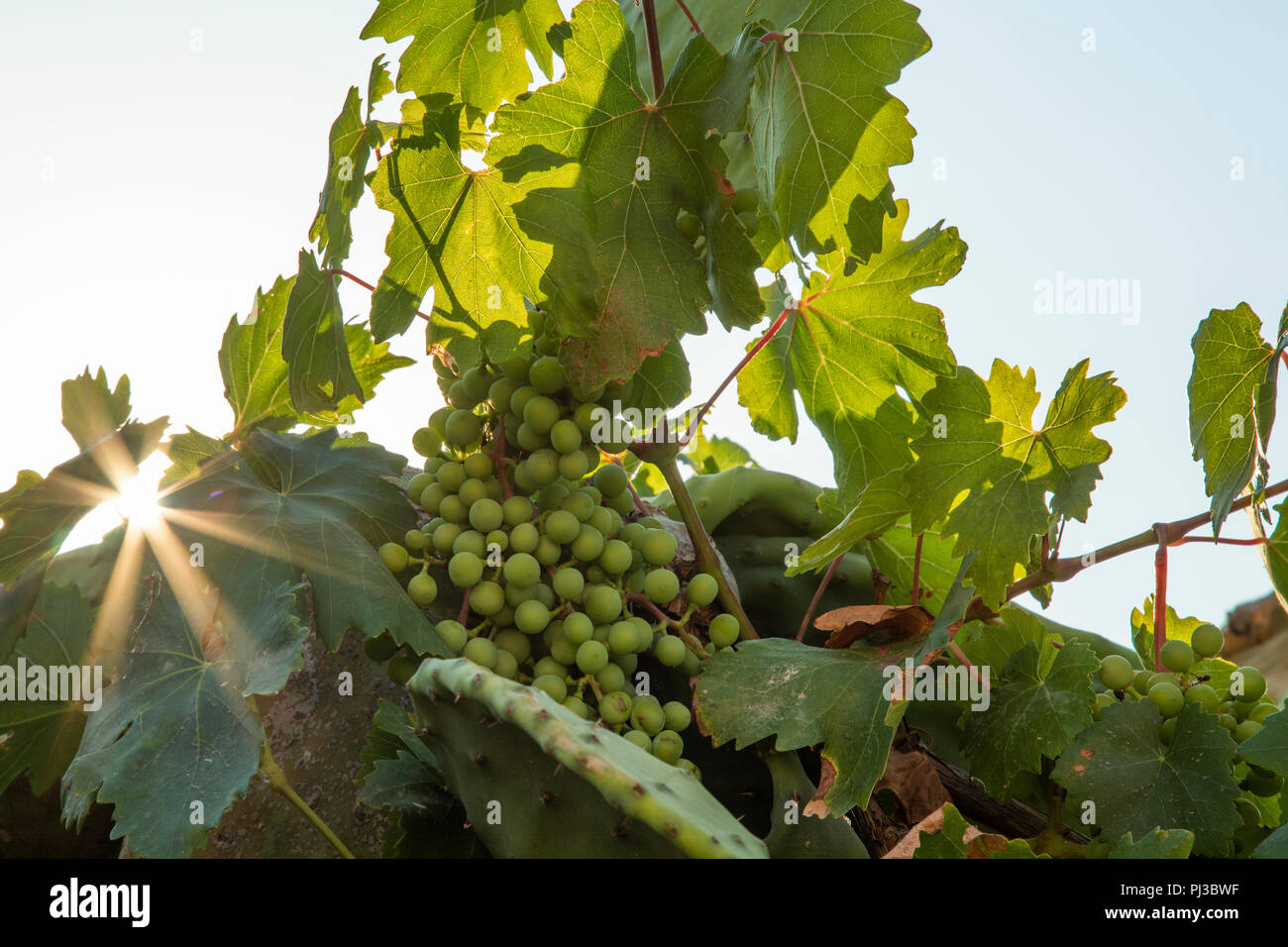 Trauben wachsen auf einem Catus in Pyrgos, Santorini Griechenland Stockfoto