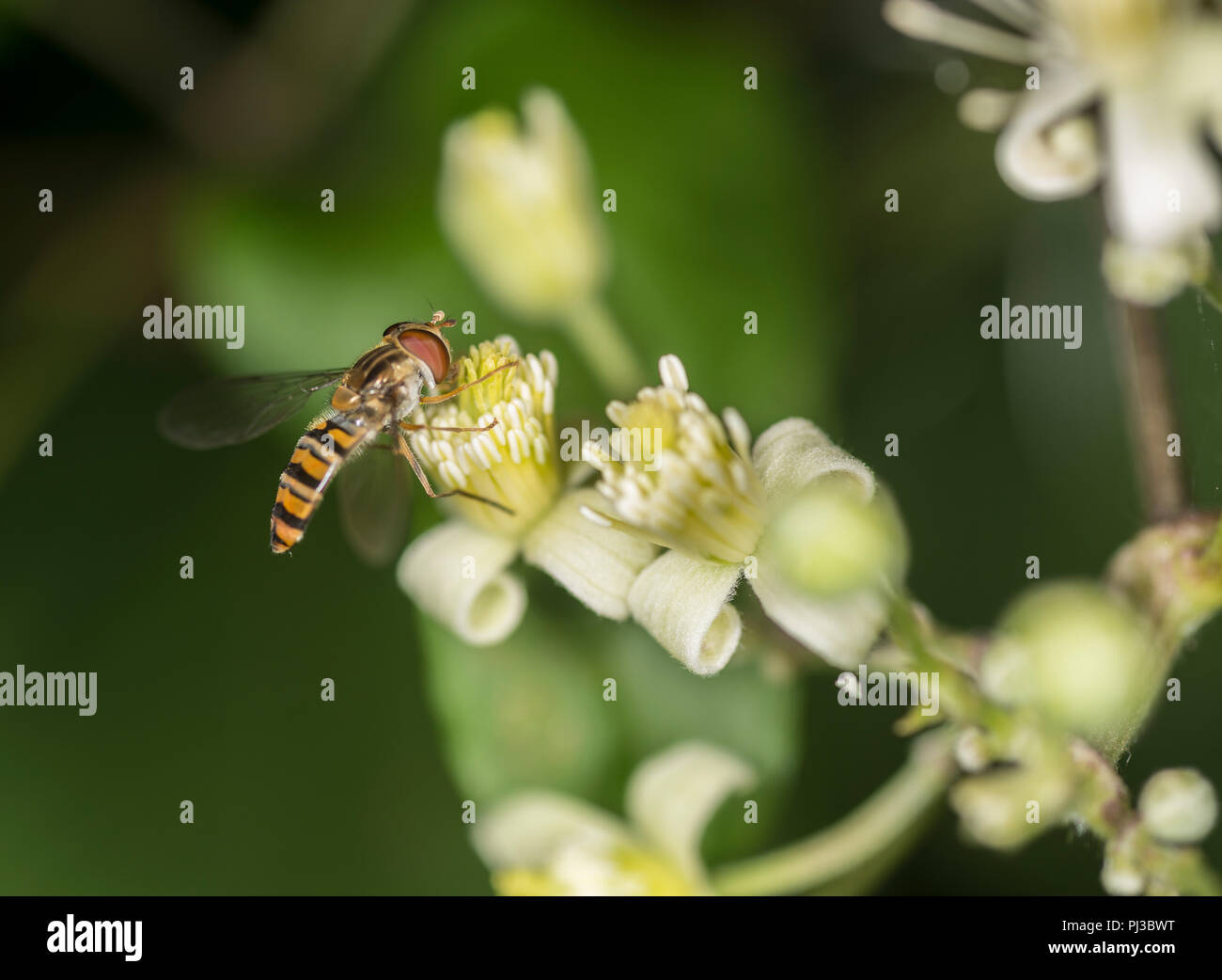 Hoverfly, Nektar aus eine weiße Blume Stockfoto
