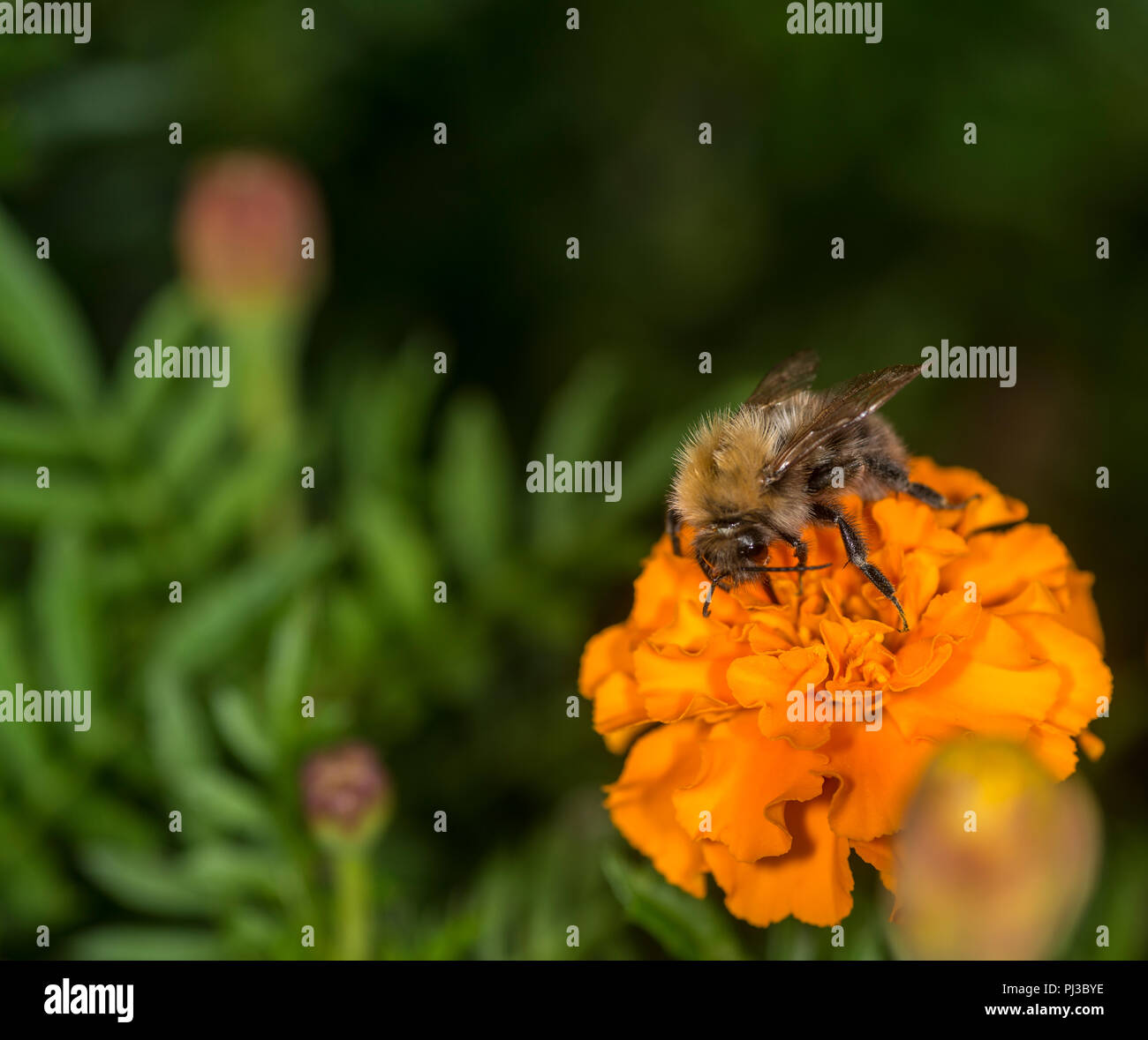 Hummel Nektar aus einer bunten Blume Stockfoto