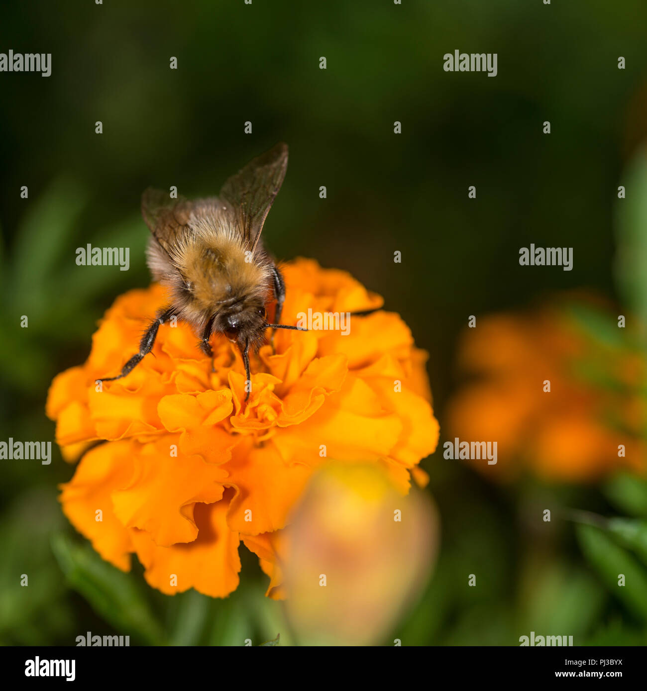Hummel Nektar aus einer bunten Blume Stockfoto